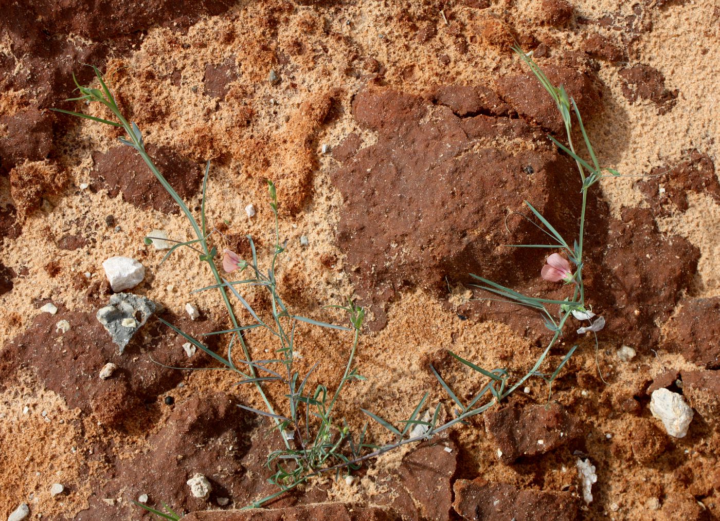 Image of Lathyrus marmoratus specimen.