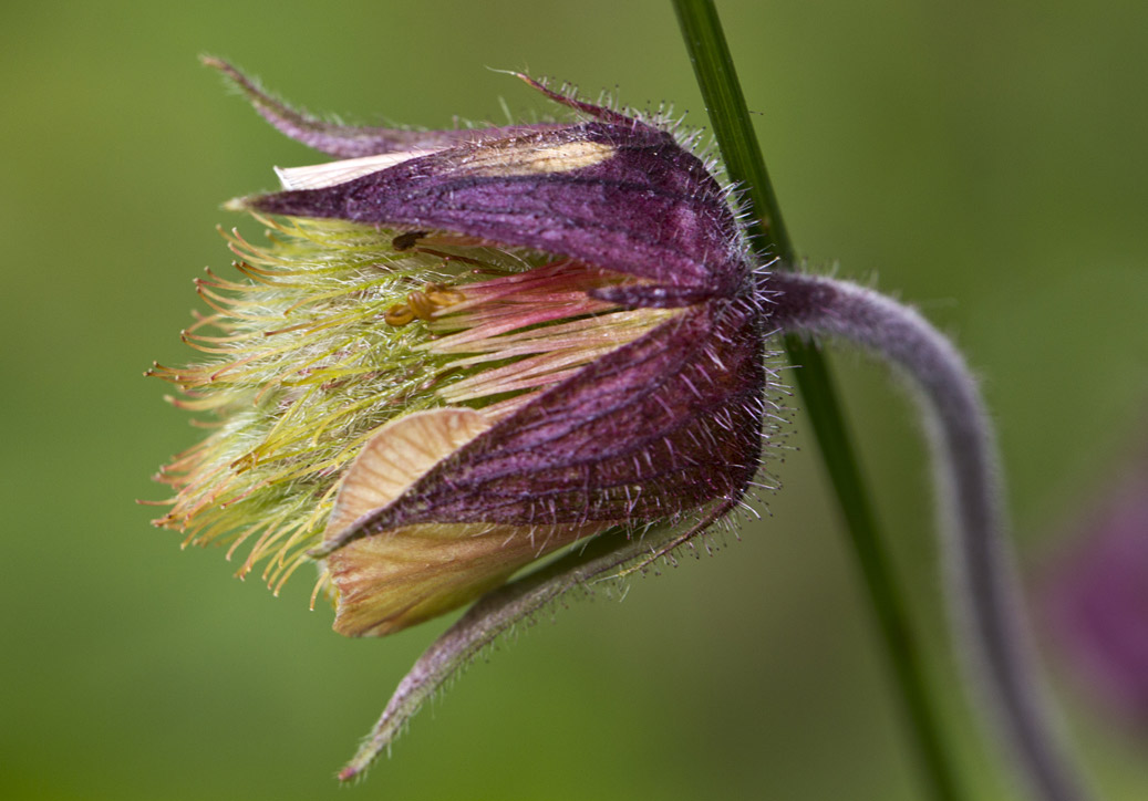 Image of Geum rivale specimen.