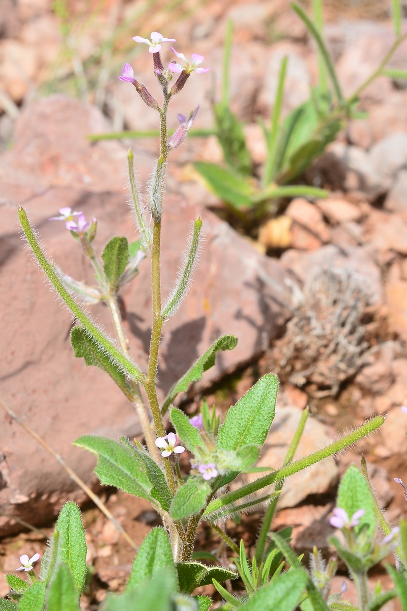 Изображение особи Strigosella trichocarpa.