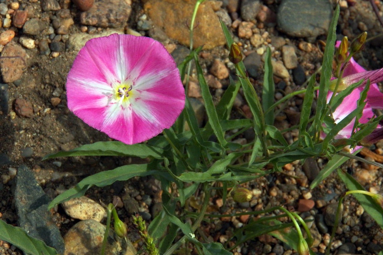 Image of Convolvulus chinensis specimen.