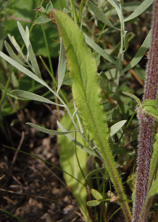 Image of Campanula sibirica specimen.