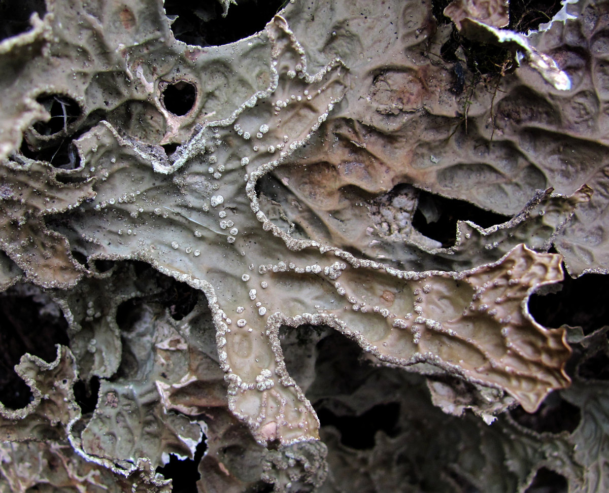 Image of Lobaria pulmonaria specimen.