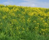 Bunias orientalis. Аспект цветущих растений на горном лугу. Восточный Казахстан, Кокпектинский р-н, 25 км в горы от с. Пантелеймоновка, ≈ 1000 м н.у.м., пологий склон сопки. 14.06.2016.
