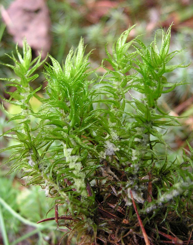 Image of Dicranum polysetum specimen.