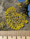 Xanthoria parietina