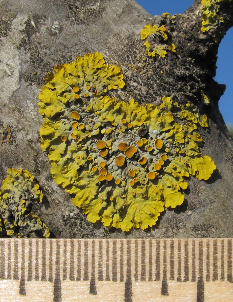 Изображение особи Xanthoria parietina.