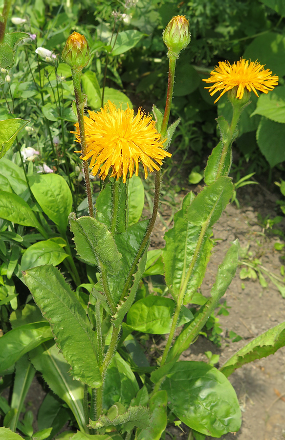 Image of Trommsdorffia ciliata specimen.