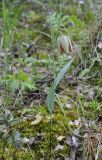 Fritillaria gussichiae