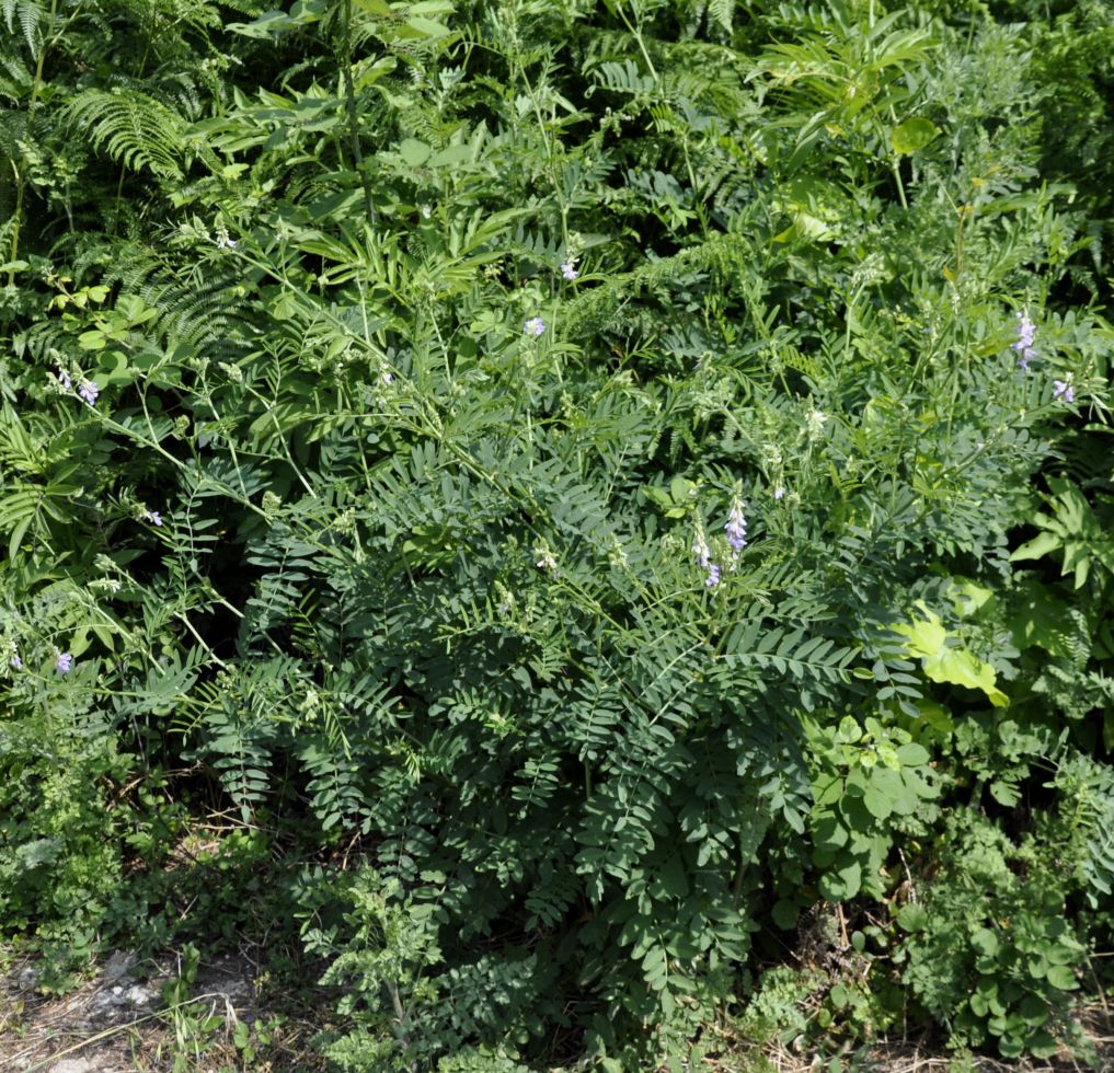 Image of Galega officinalis specimen.