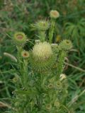 Cirsium vulgare