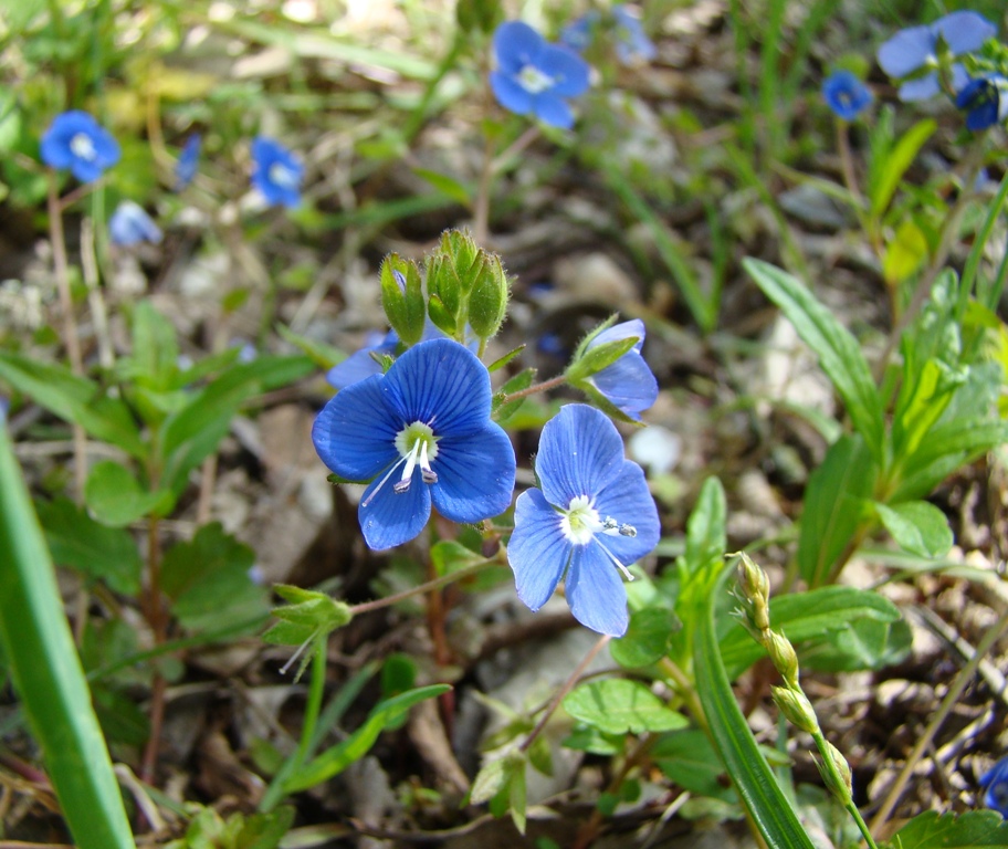 Image of Veronica umbrosa specimen.