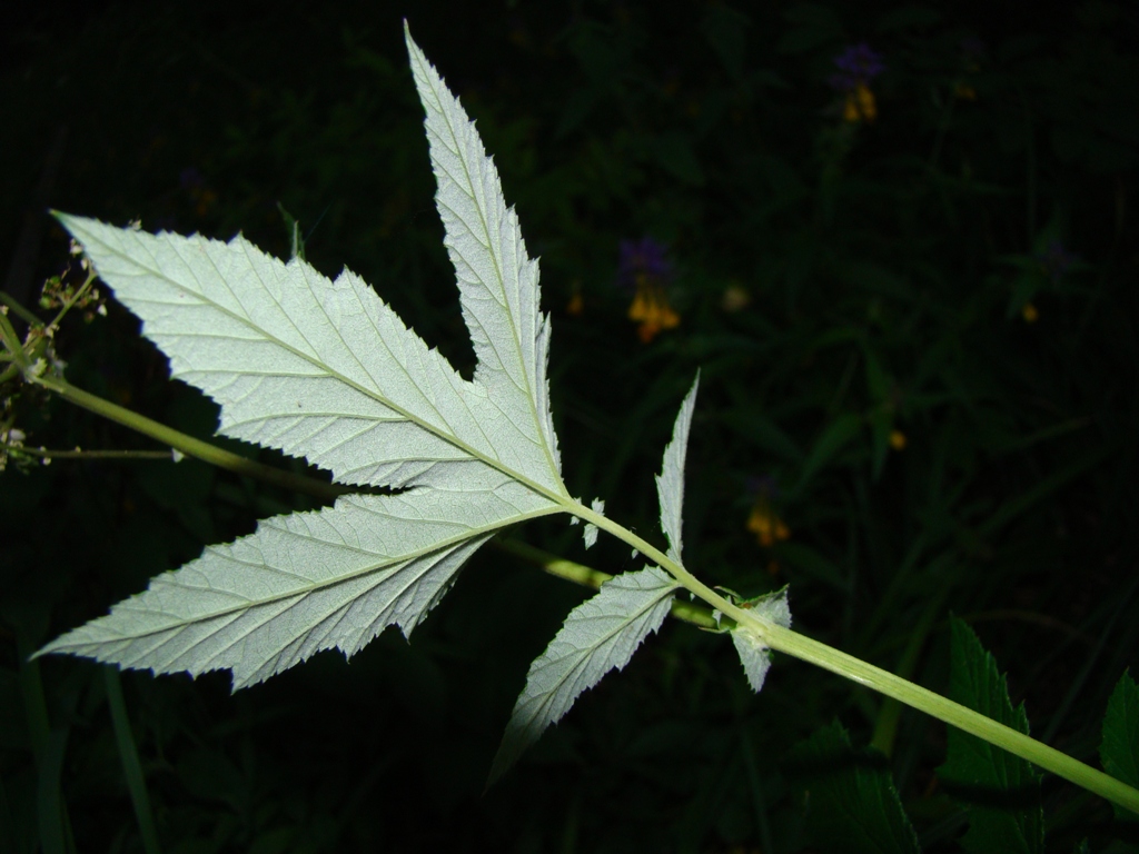 Image of Filipendula ulmaria specimen.