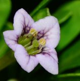Lycium schweinfurthii