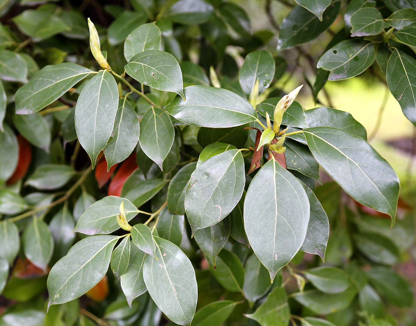 Изображение особи Cinnamomum camphora.