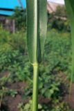 Echinochloa crus-galli. Часть побега с основанием листа. Амурская обл., Бурейский р-н, с. Виноградовка, огород. 22.07.2016.