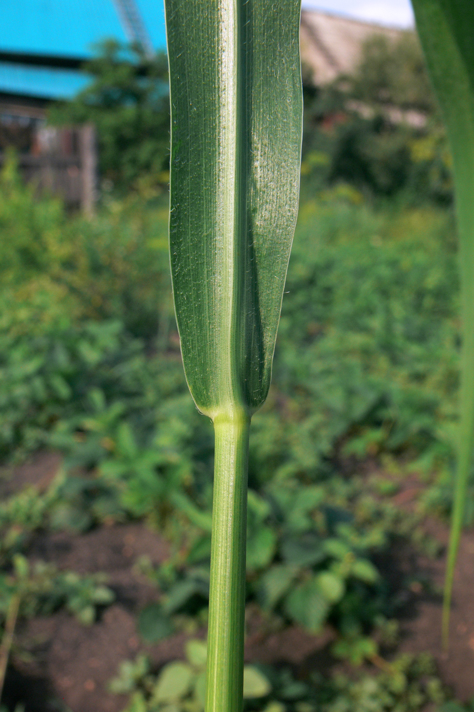 Image of Echinochloa crus-galli specimen.