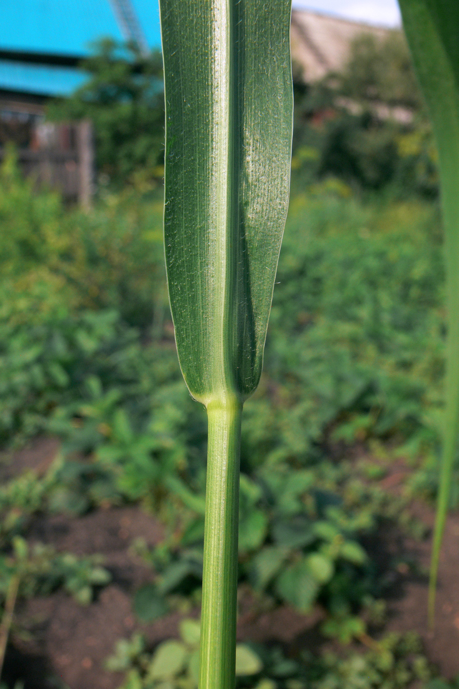 Изображение особи Echinochloa crus-galli.