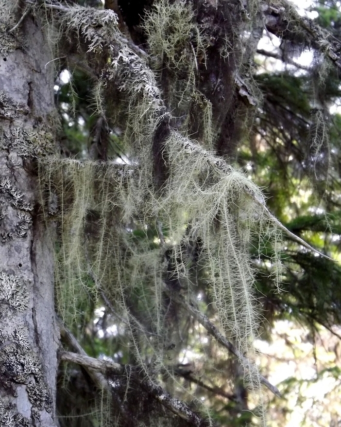 Image of Usnea longissima specimen.