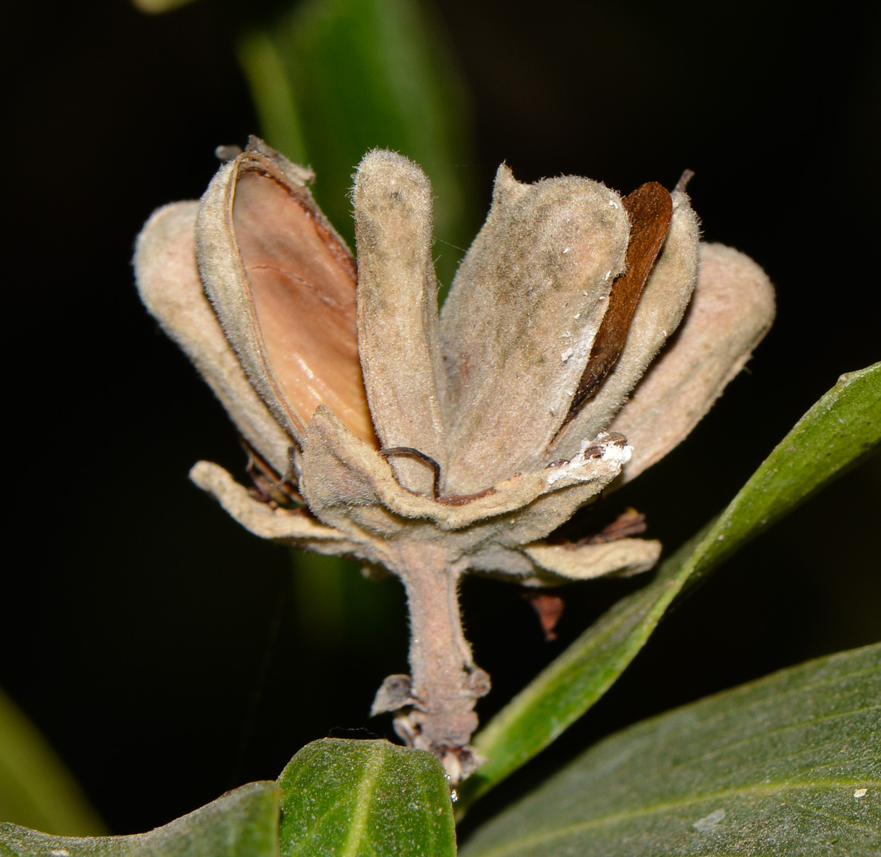 Изображение особи Quillaja brasiliensis.