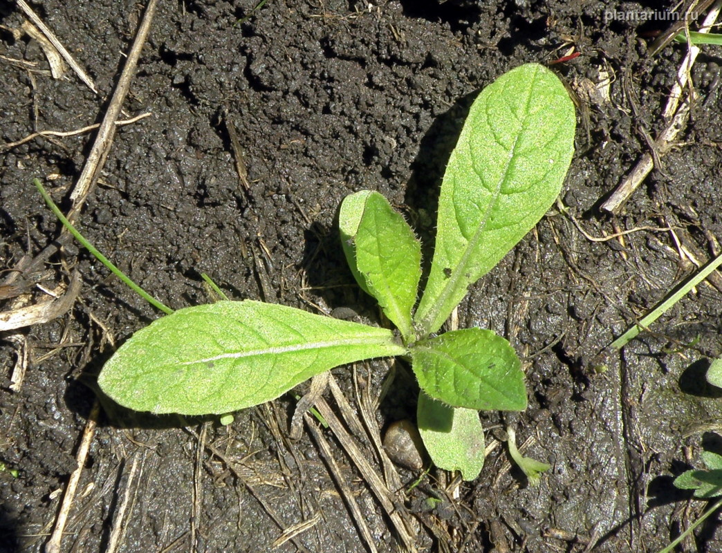 Изображение особи Dipsacus laciniatus.