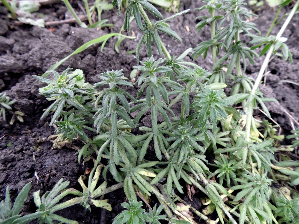 Image of Galium humifusum specimen.