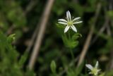 Stellaria crassifolia