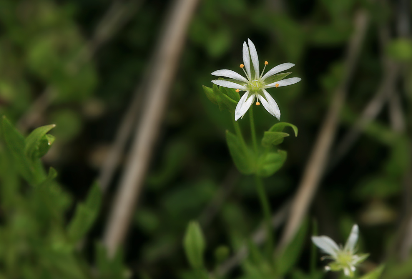 Image of Stellaria crassifolia specimen.