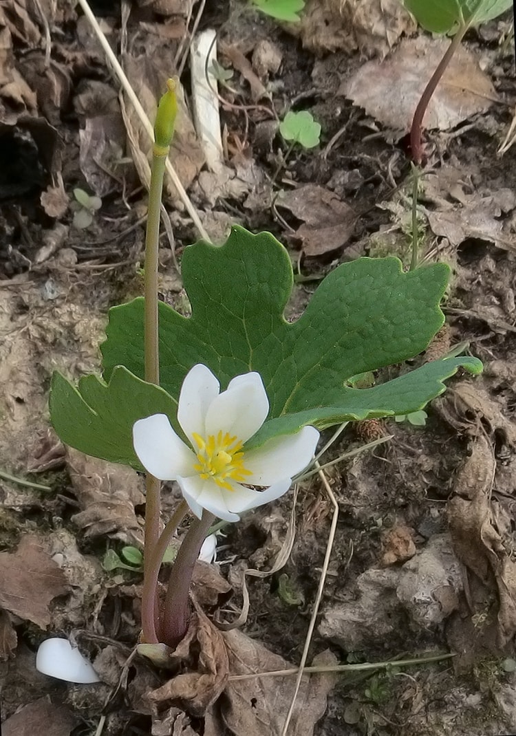 Image of Sanguinaria canadensis specimen.