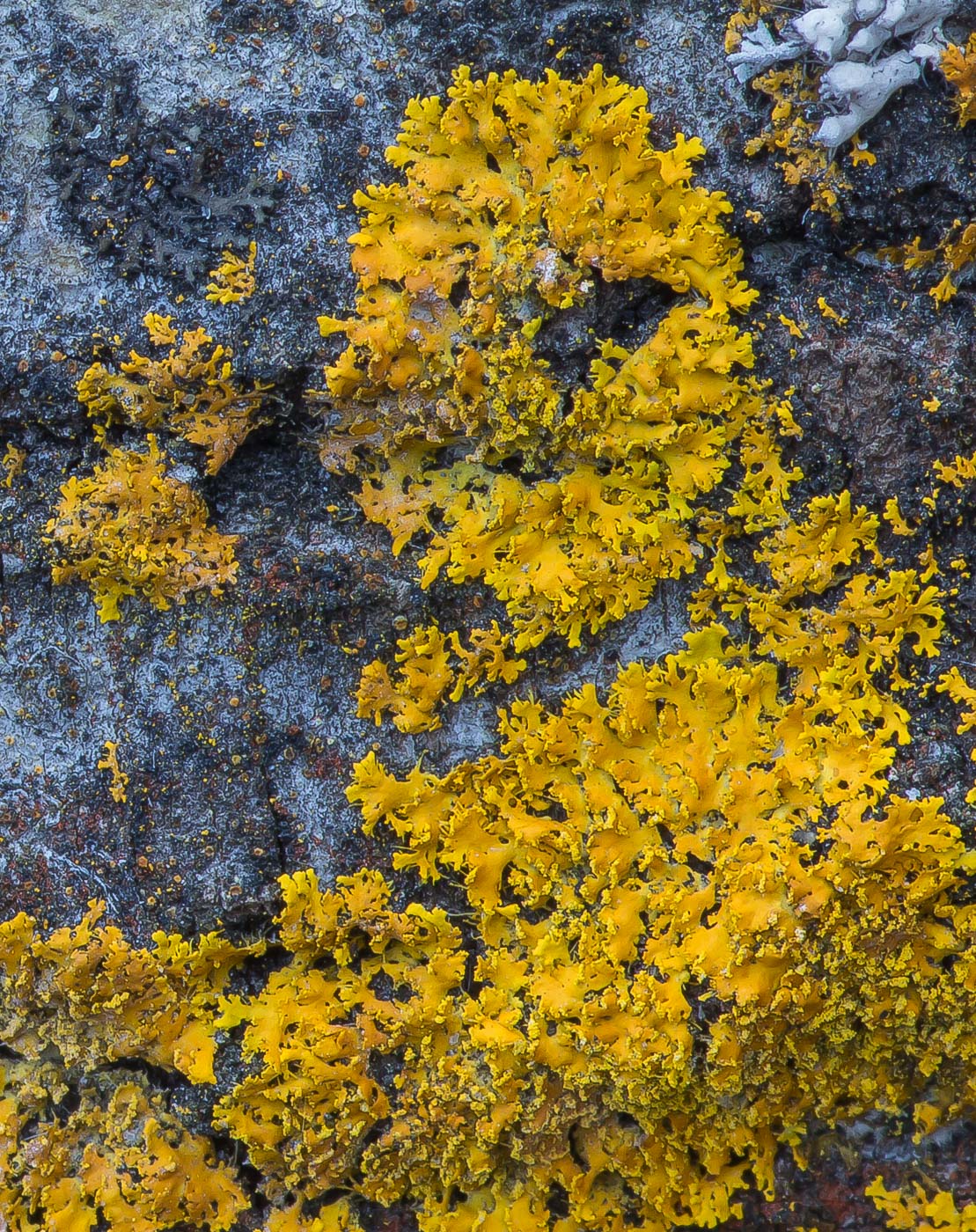 Image of Oxneria ulophyllodes specimen.