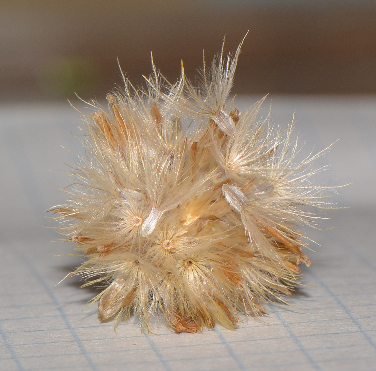 Image of Tridax procumbens specimen.