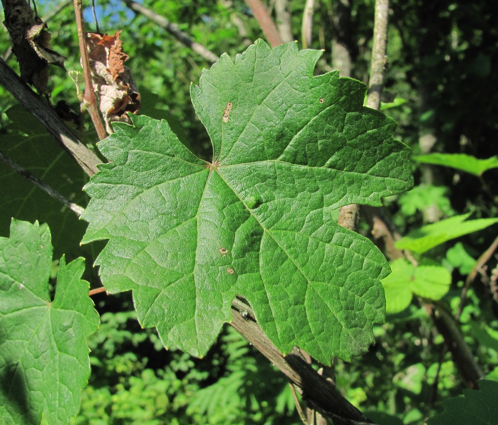 Image of genus Vitis specimen.