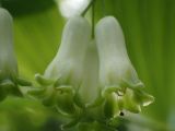 Polygonatum &times; hybridum