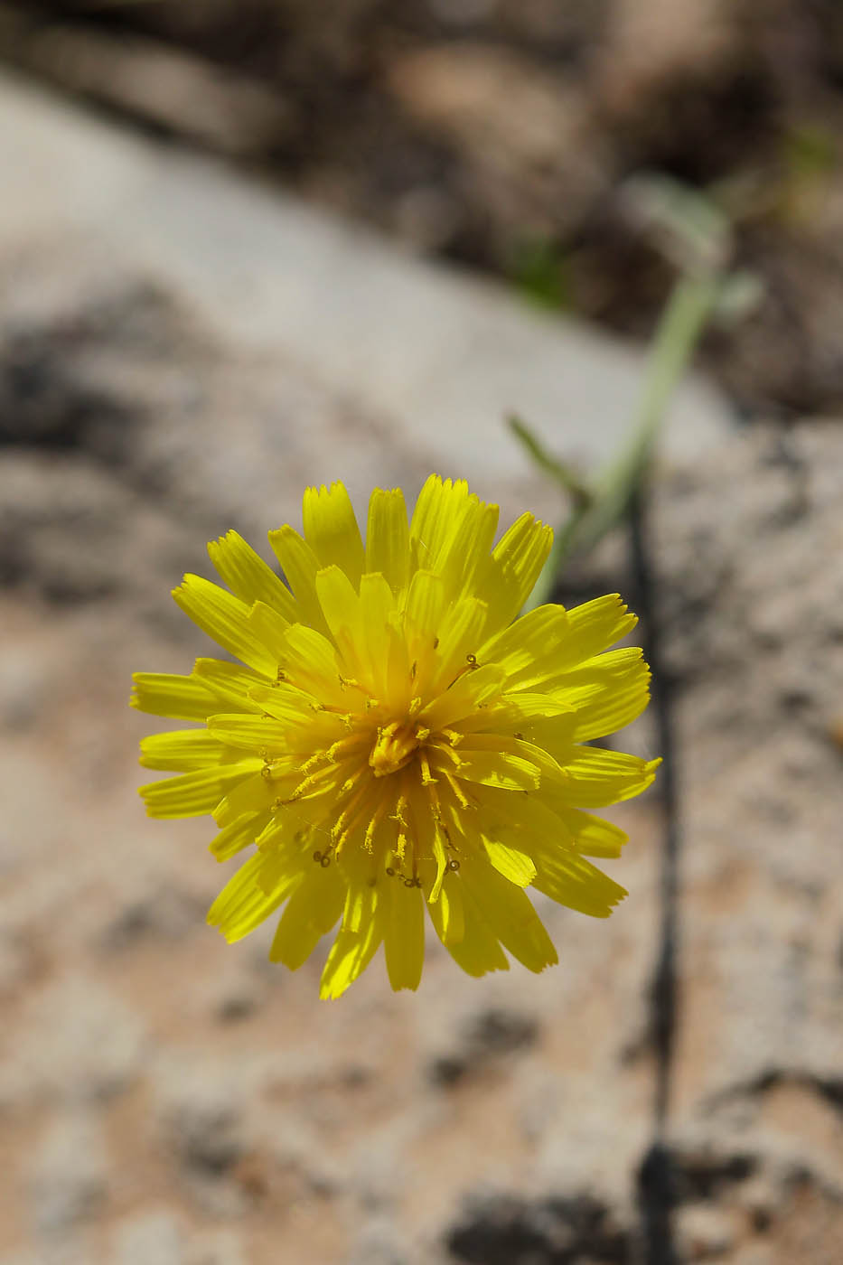 Изображение особи Crepis tectorum.