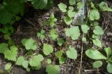 Rubus idaeus