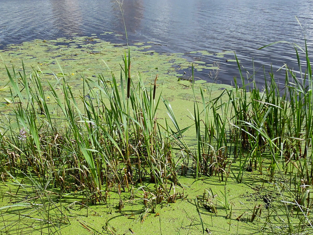 Image of Typha latifolia specimen.