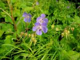 Geranium pratense. Верхушка цветущего и плодоносящего растения. Московская обл., городской округ Балашиха, окр. дер. Чёрное близ ж.-д. платформы Заря, луг. 19.07.2017.