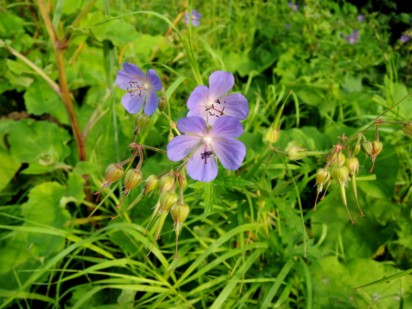 Image of Geranium pratense specimen.