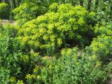 Euphorbia cyparissias