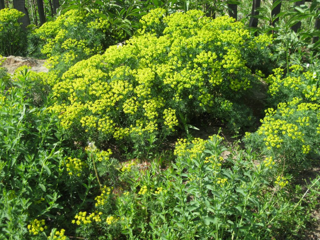 Изображение особи Euphorbia cyparissias.