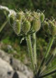 Heracleum ligusticifolium. Зонтичек при плодах. Крым, окр. Севастополя, Чернореченский каньон, каменистая осыпь в можжевеловом редколесье. 26 мая 2017 г.