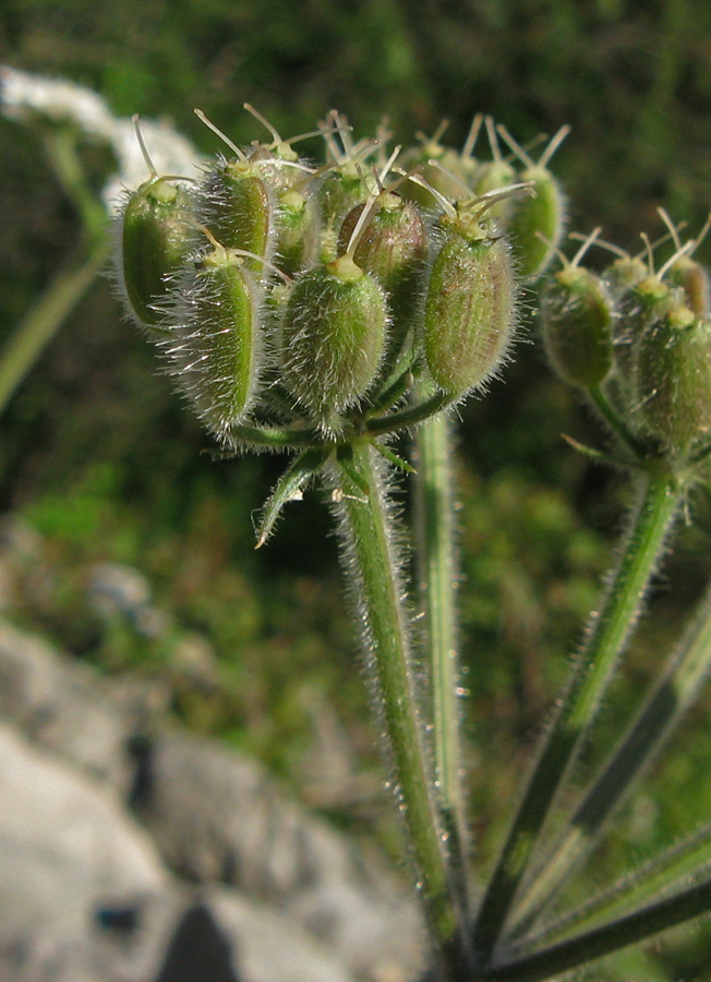 Изображение особи Heracleum ligusticifolium.