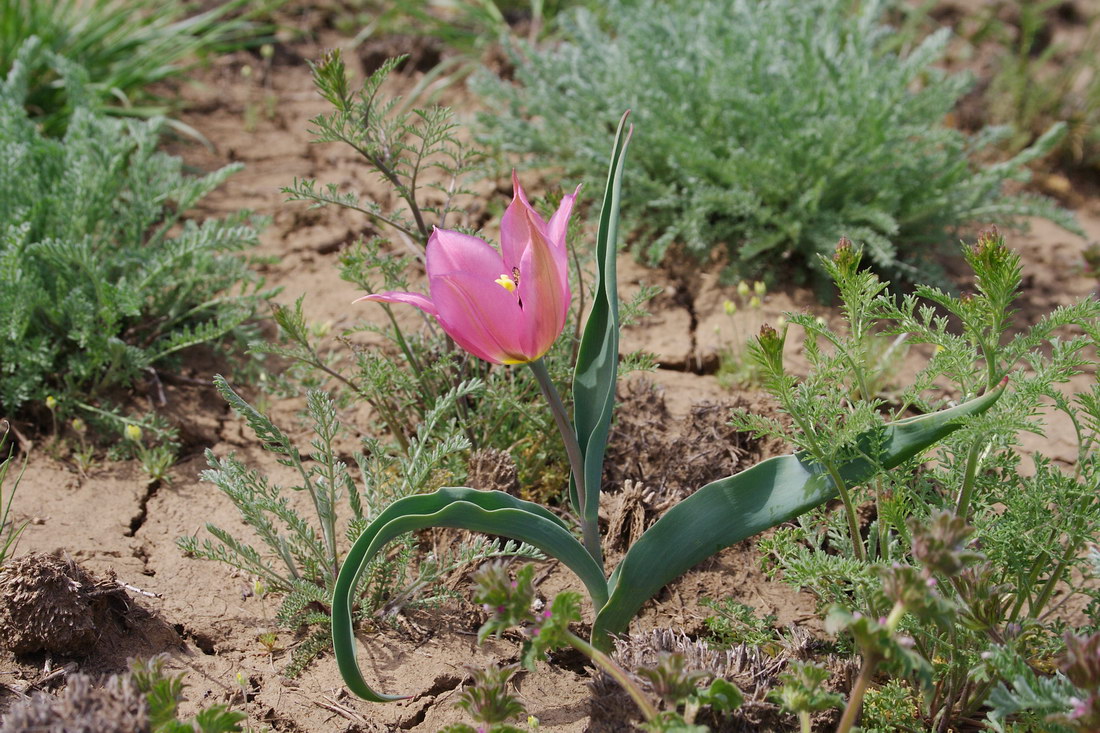 Изображение особи Tulipa suaveolens.