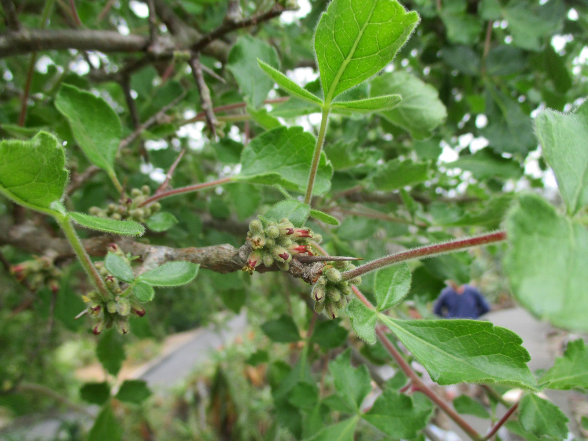 Изображение особи Commiphora africana.