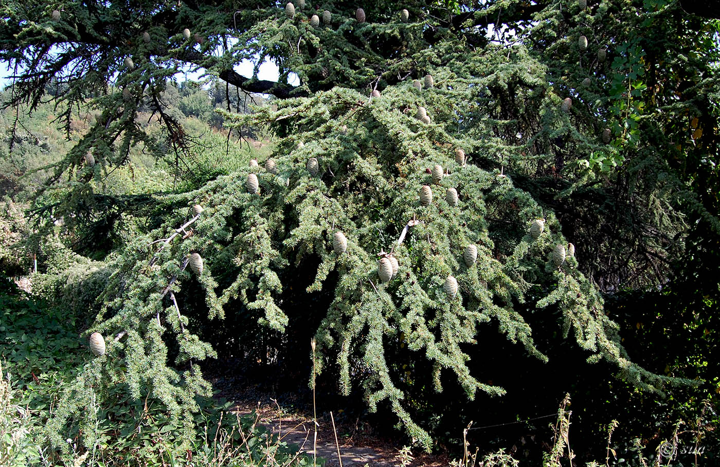 Изображение особи Cedrus libani.