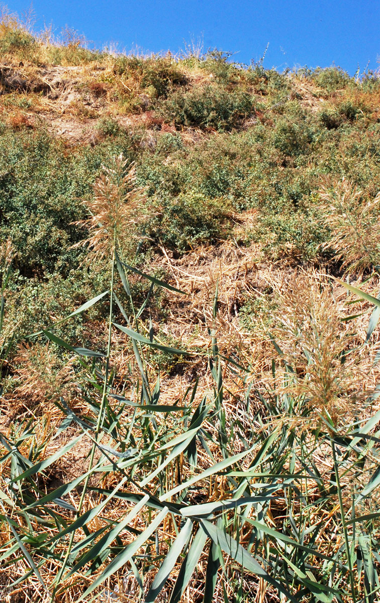 Изображение особи Phragmites australis.