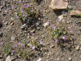 Campanula propinqua