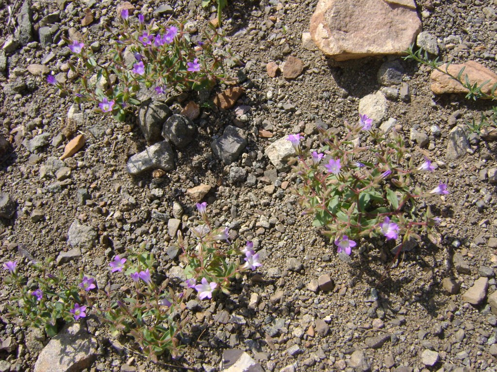 Image of Campanula propinqua specimen.