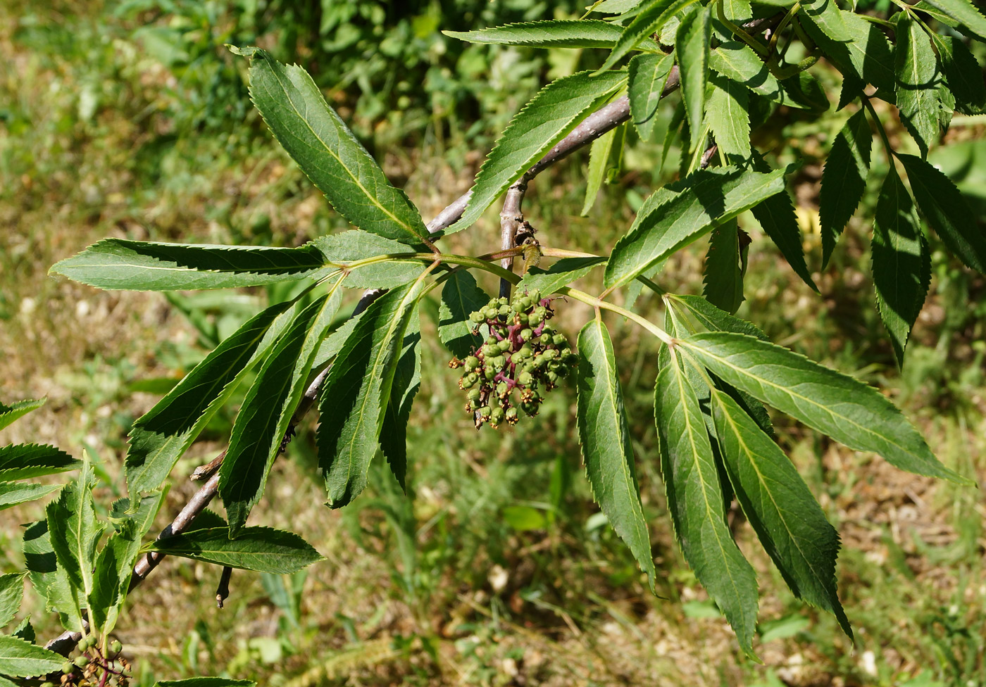 Image of Sambucus racemosa specimen.
