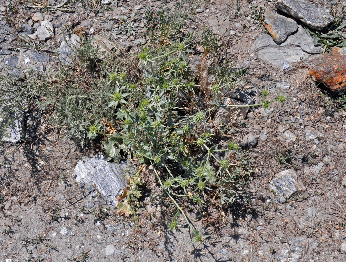 Image of Eryngium octophyllum specimen.