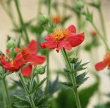 Geum quellyon